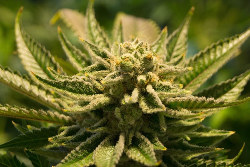 Aeroponics