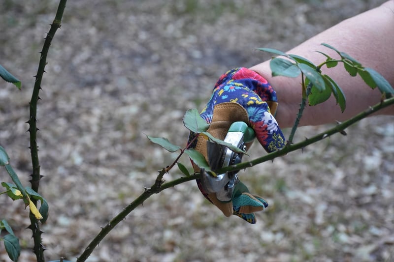 Pruning Guide