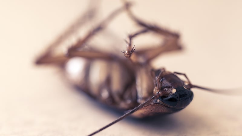 Cockroach in the kitchen