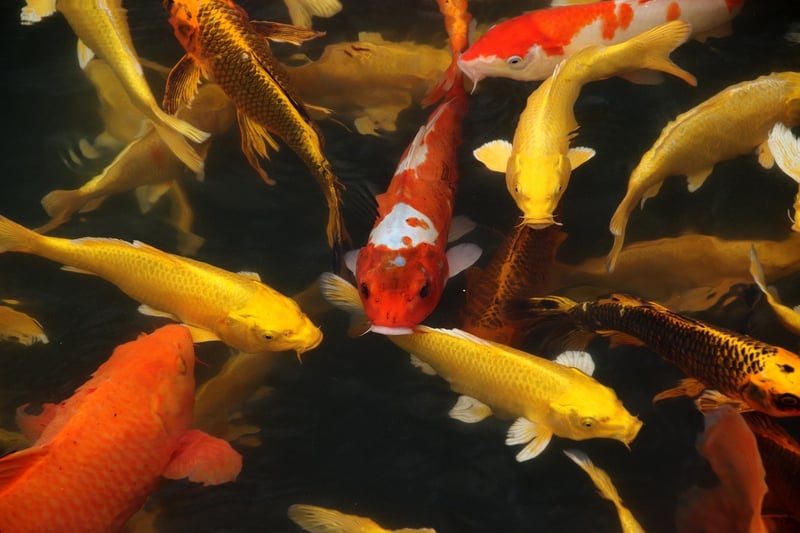 Aquaponics Research and Development