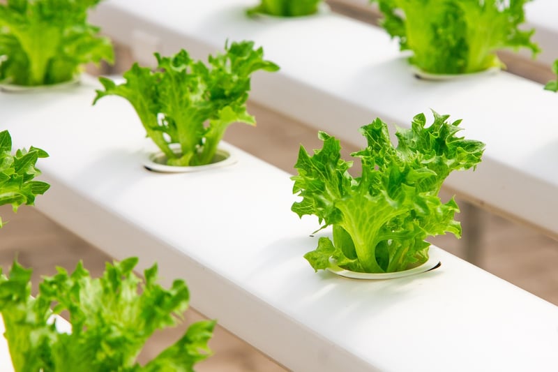 Vertical Aquaponics Systems