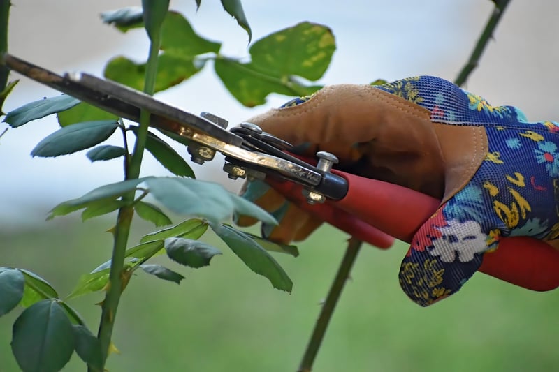 Pruning Shears