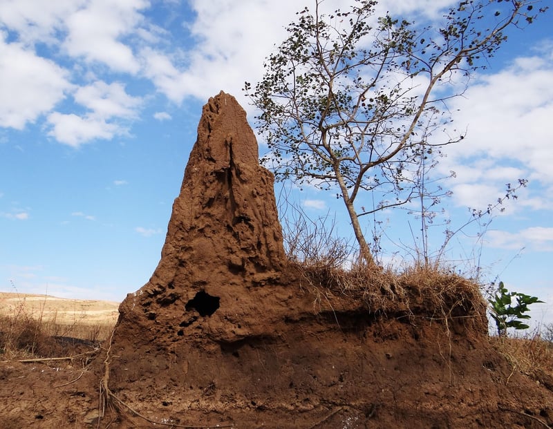 Termite damage in wood