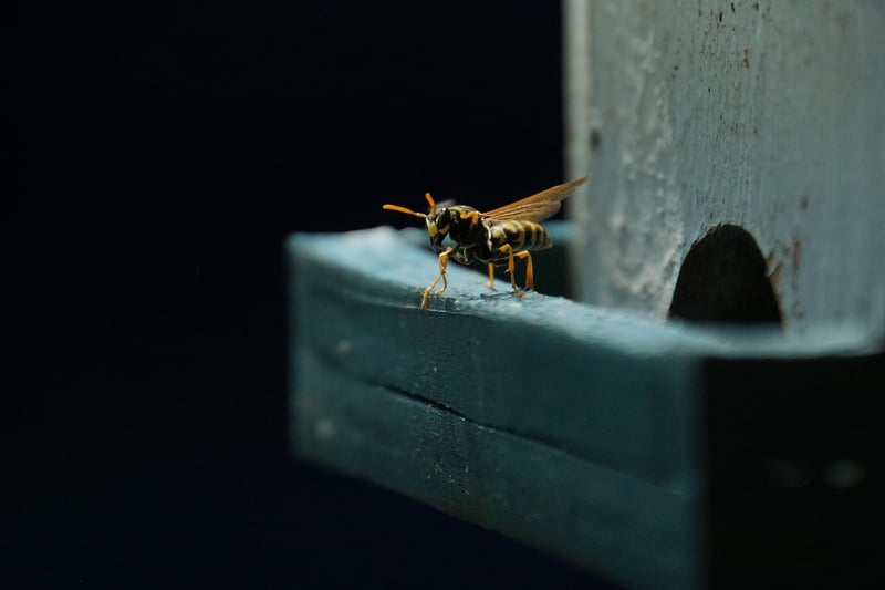 Wasp nest on a house